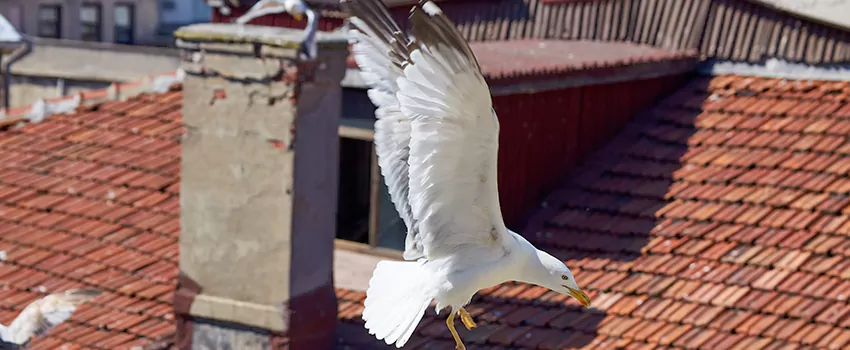 Residential Chimney Animal Removal Solution in Cheyenne, WY