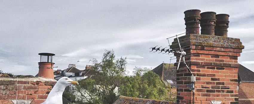 Chimney Cleaning And Restoration in Cheyenne, Wyoming